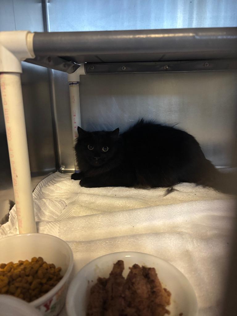 Enlarge Puma, a Adoptable mixed breed in Port Jervis, NY image 3/4