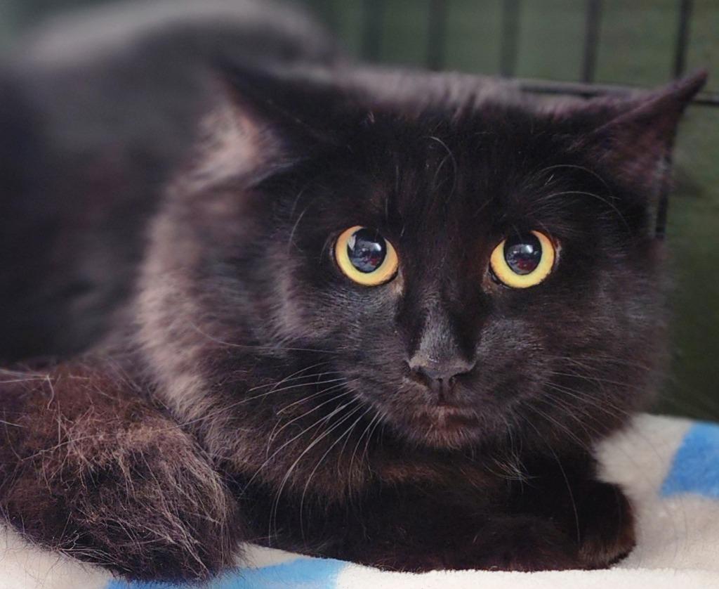 Enlarge Puma, a Adoptable mixed breed in Port Jervis, NY image 4/4