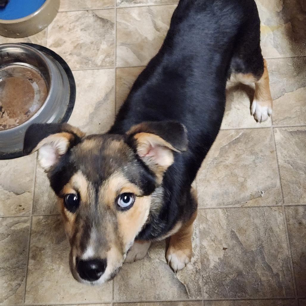 Kimmie, Adoptable, Puppy Female Mixed Breed & Hound.