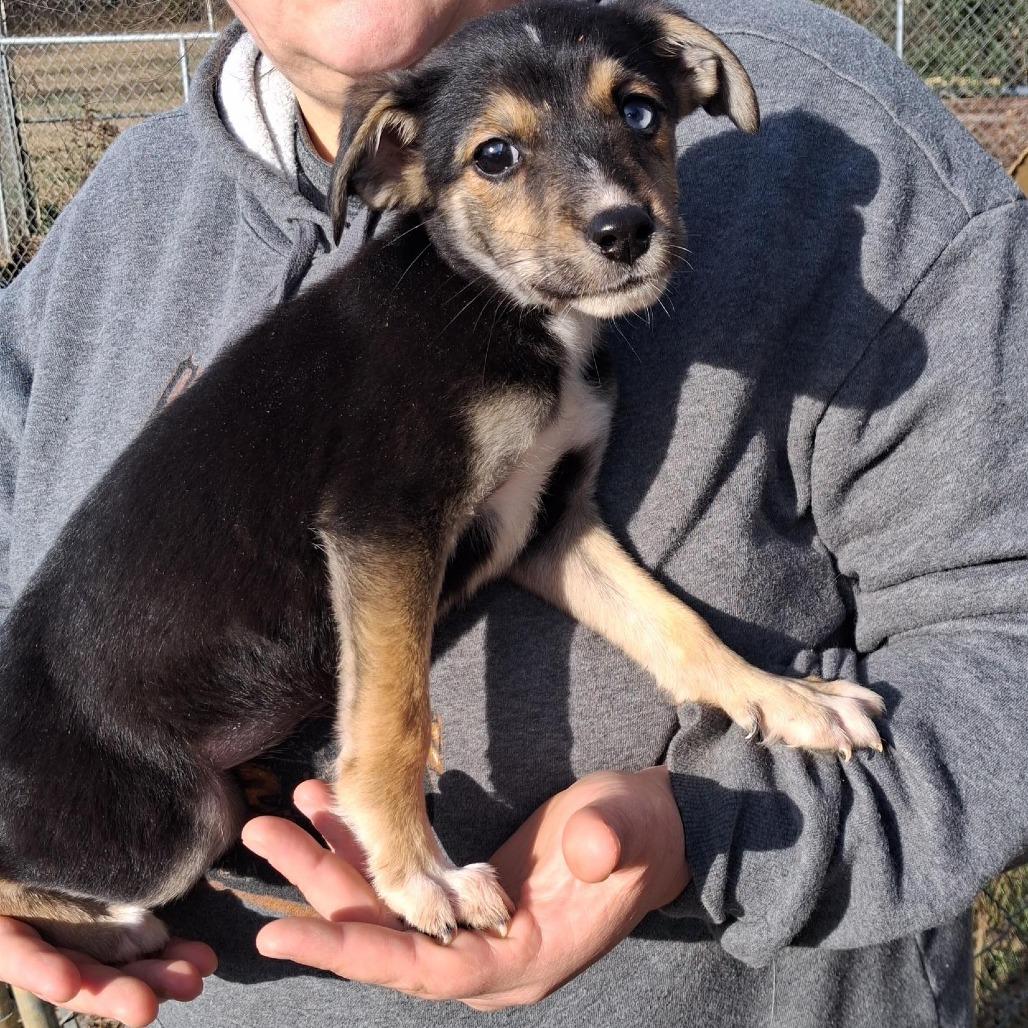 Kimmie, Adoptable, Puppy Female Mixed Breed & Hound.