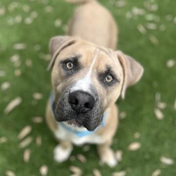 Enlarge Captain, a Adoptable Pit Bull Terrier in Manhattan Beach, CA image 1/3