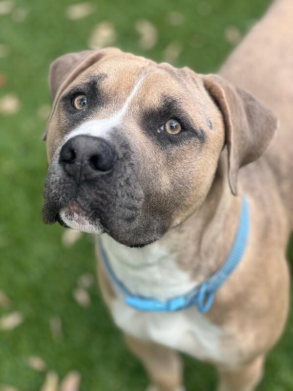 Enlarge Captain, a Adoptable Pit Bull Terrier in Manhattan Beach, CA image 2/3