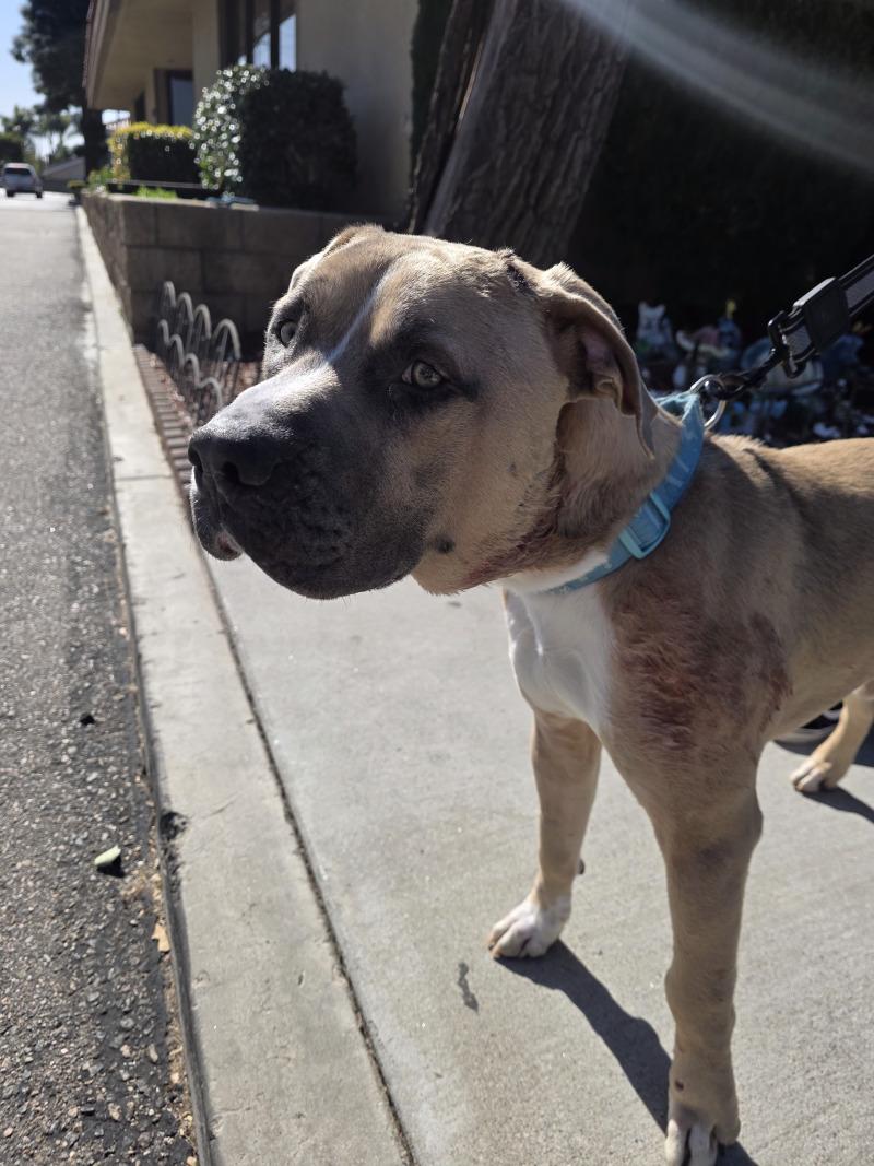 Enlarge Captain, a Adoptable Pit Bull Terrier in Manhattan Beach, CA image 3/3
