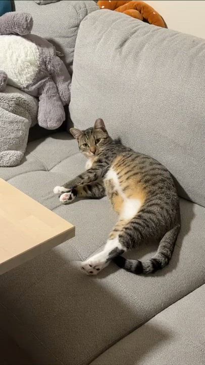 Enlarge Nube, a Adoptable Domestic Short Hair in Weehawken, NJ video 5/6