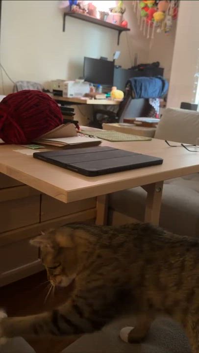 Enlarge Nube, a Adoptable Domestic Short Hair in Weehawken, NJ video 6/6