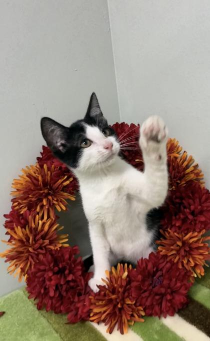 Woody, Adoptable, Kitten Male Domestic Short Hair & Domestic Short Hair.