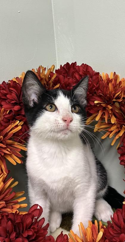 Enlarge Woody, a Adoptable mixed breed in Picayune, MS image 2/3