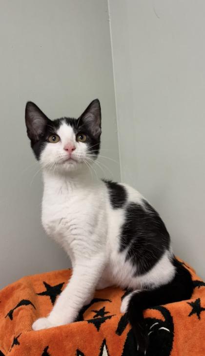 Enlarge Woody, a Adoptable mixed breed in Picayune, MS image 3/3