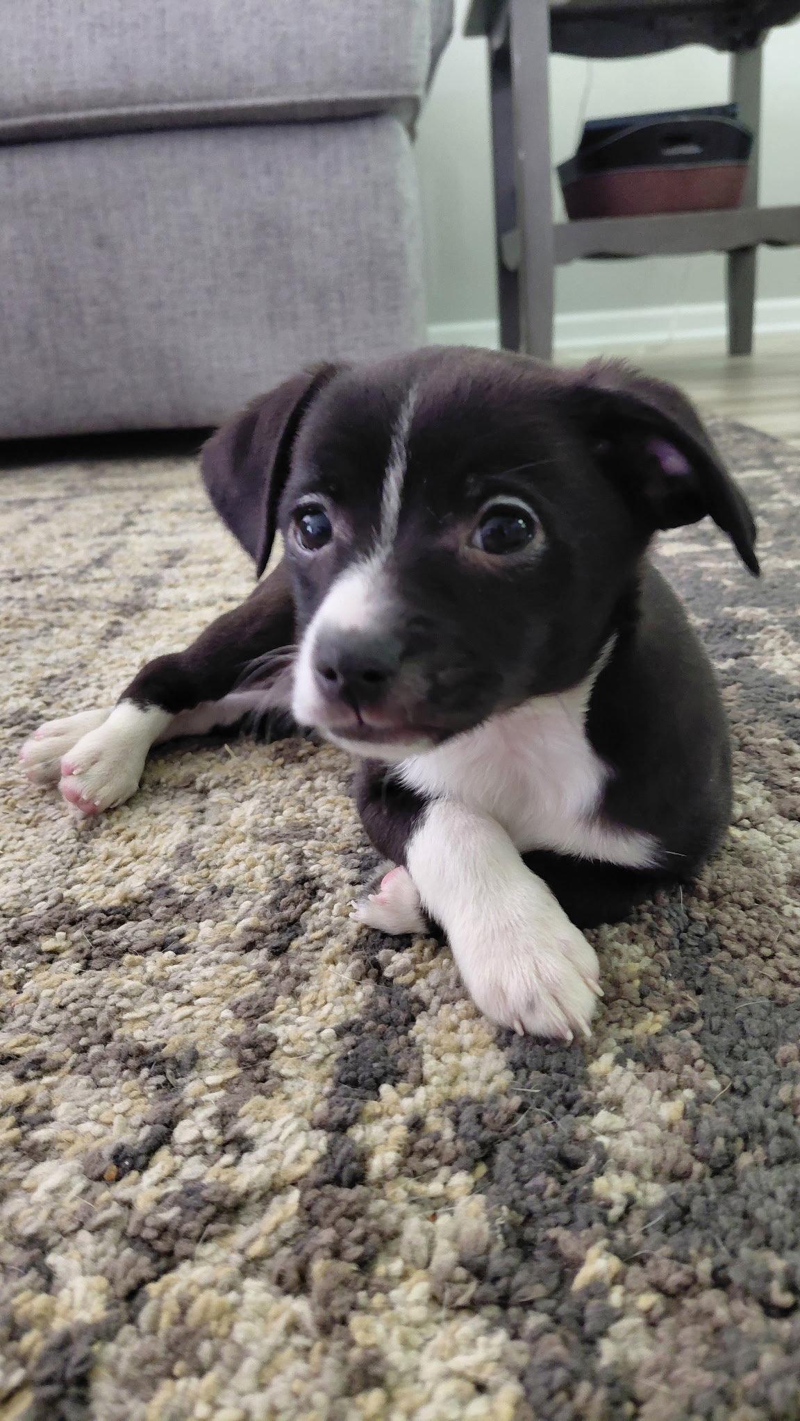 Wilbur, Adoptable, Puppy Male Chihuahua & Australian Shepherd.