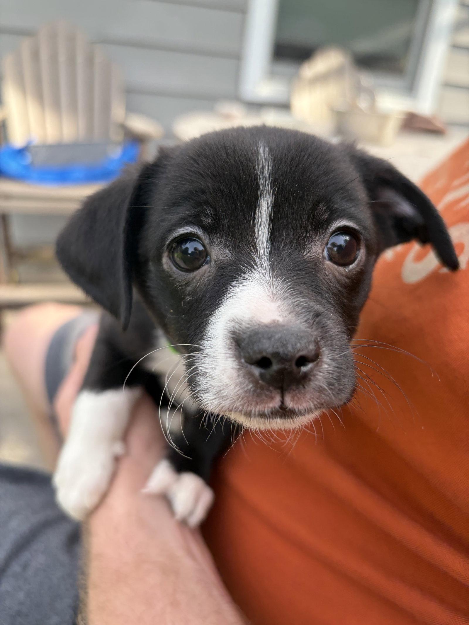 Enlarge Wilbur, a Adoptable mixed breed in Fort Wayne, IN image 2/3