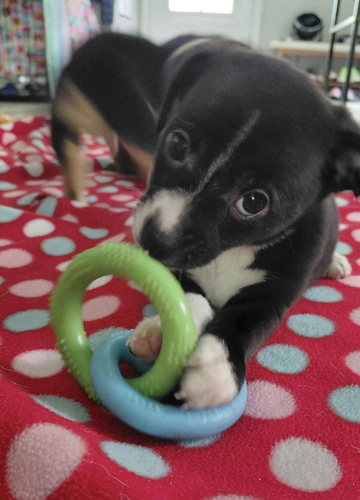 Enlarge Wilbur, a Adoptable mixed breed in Fort Wayne, IN image 3/3
