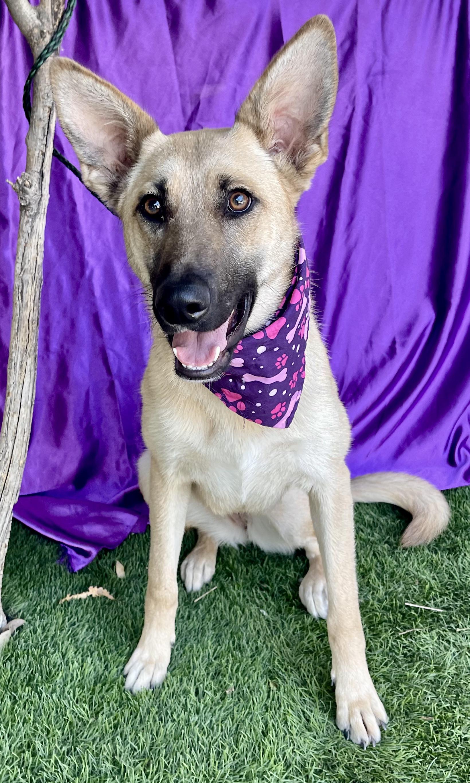 HAILEY, a ADOPTABLE mixed breed in Rowland Heights, CA image 3/6