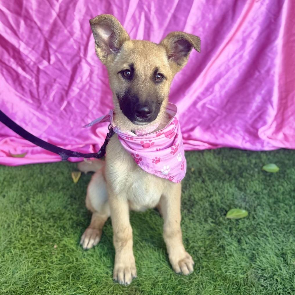 HAILEY, a ADOPTABLE mixed breed in Rowland Heights, CA image 5/6