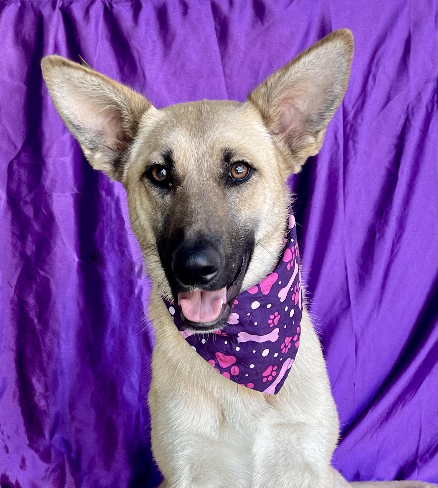 HAILEY, ADOPTABLE, Puppy Female German Shepherd Dog.