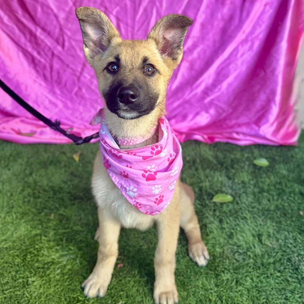 HAILEY, a ADOPTABLE mixed breed in Rowland Heights, CA image 6/6