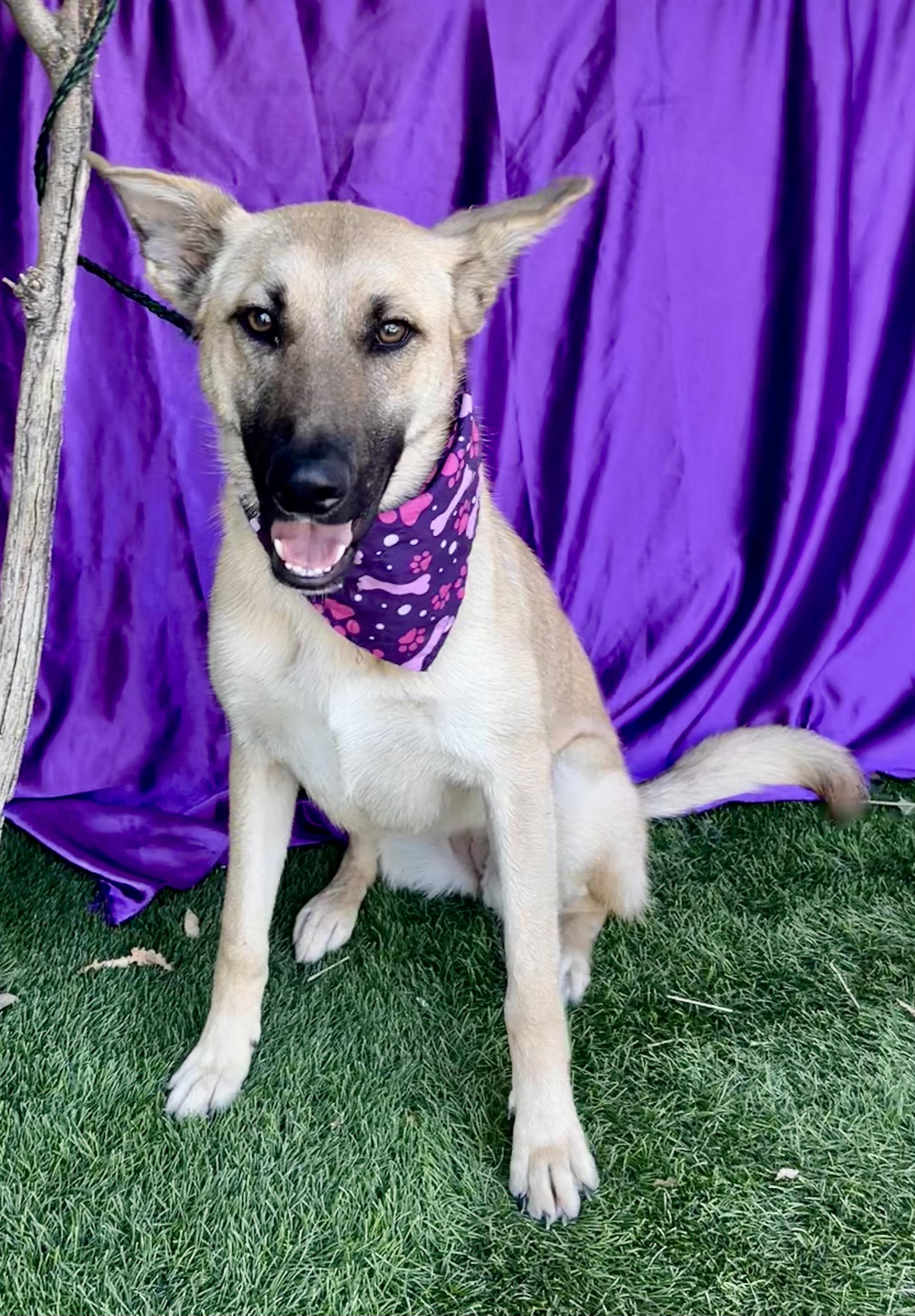 HAILEY, a ADOPTABLE mixed breed in Rowland Heights, CA image 2/6
