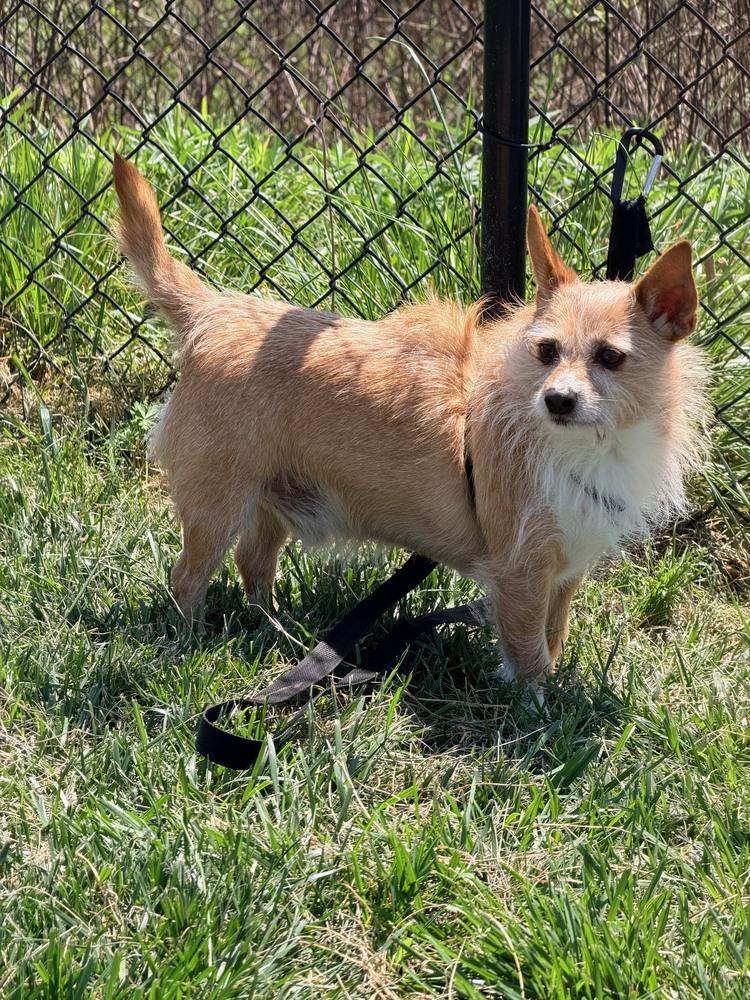 Angus, Adoptable, Young Male Chihuahua.