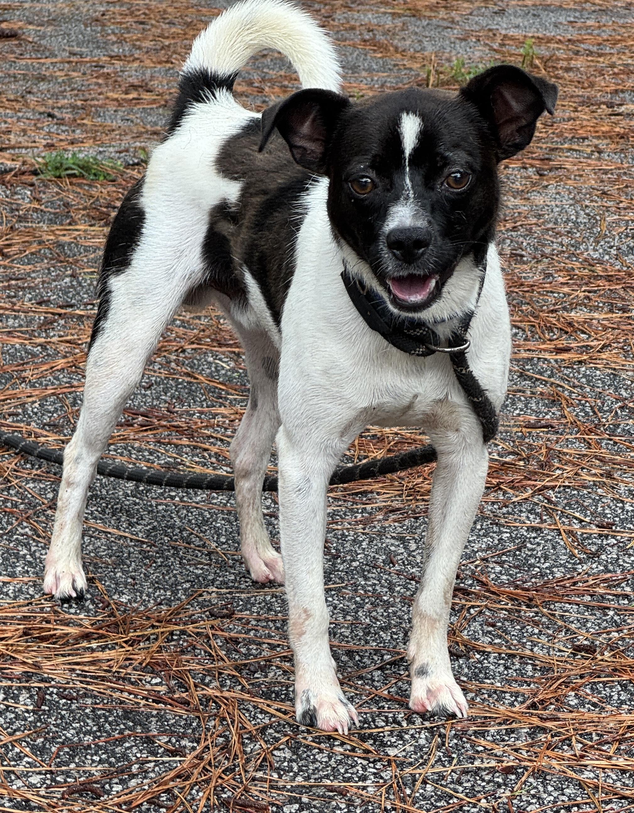 Enlarge Oreo, a ADOPTABLE mixed breed in Sumter, SC image 3/3