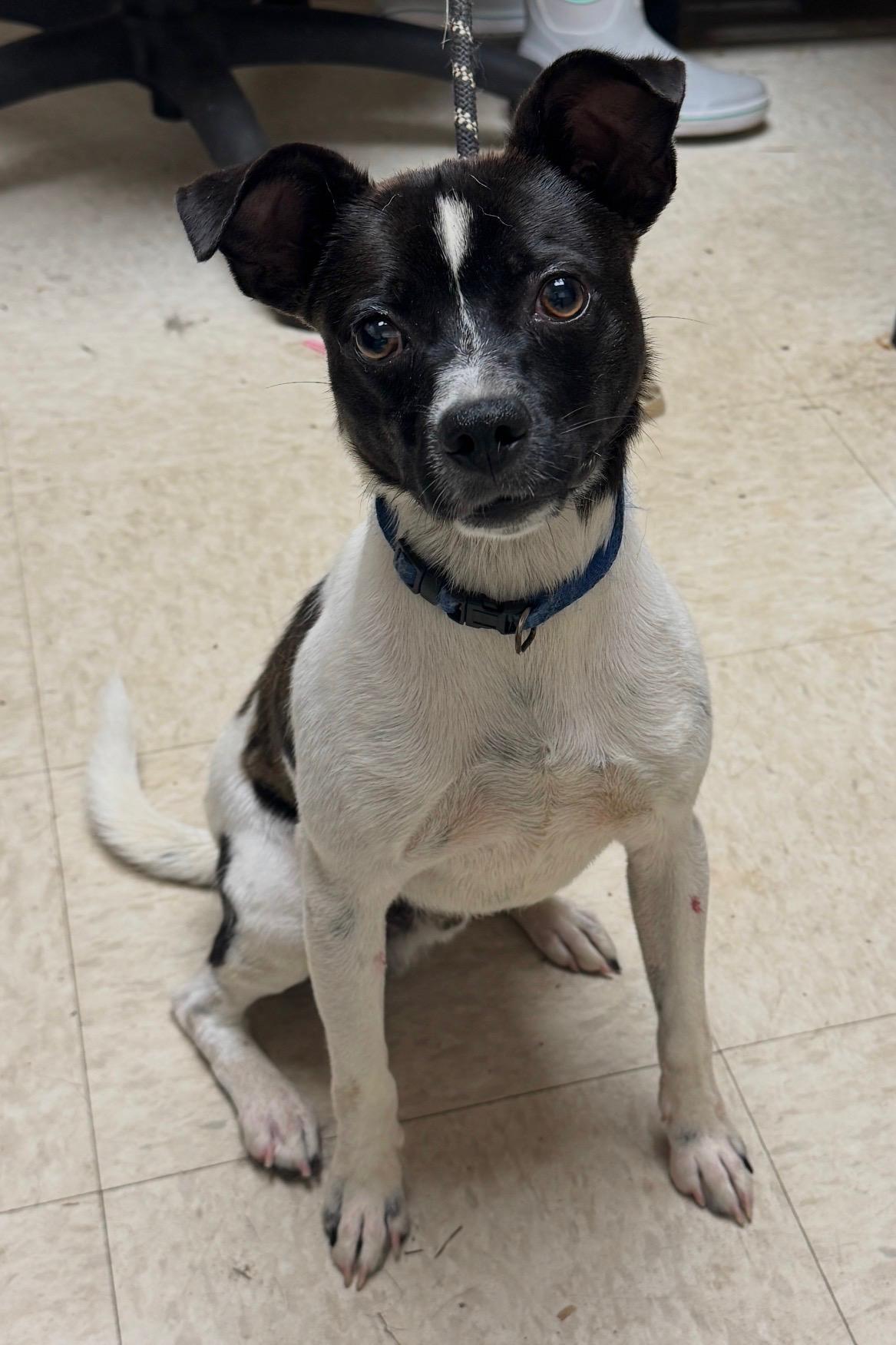 Enlarge Oreo, a ADOPTABLE mixed breed in Sumter, SC image 2/3