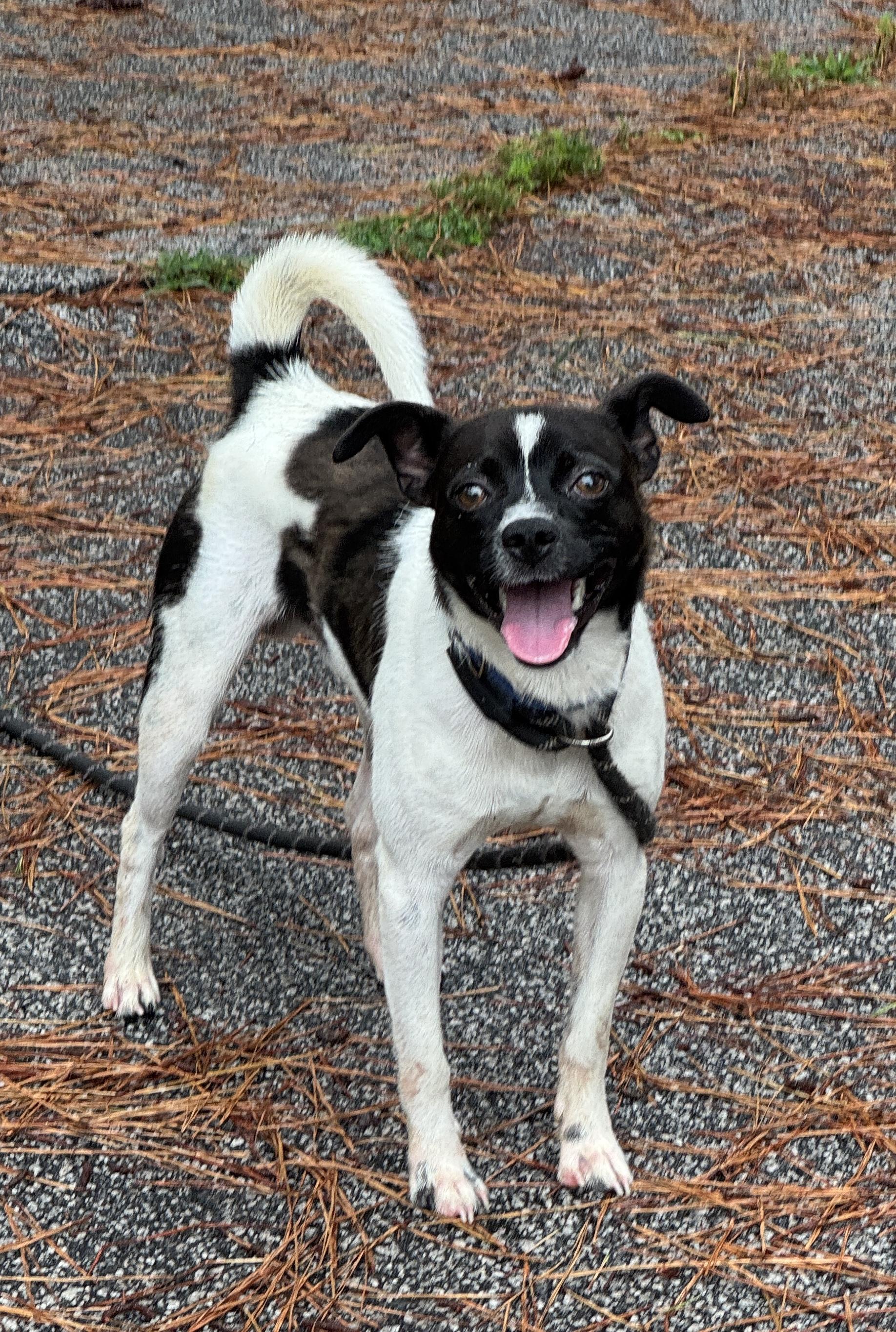 Oreo, ADOPTABLE, Adult Male Chihuahua.