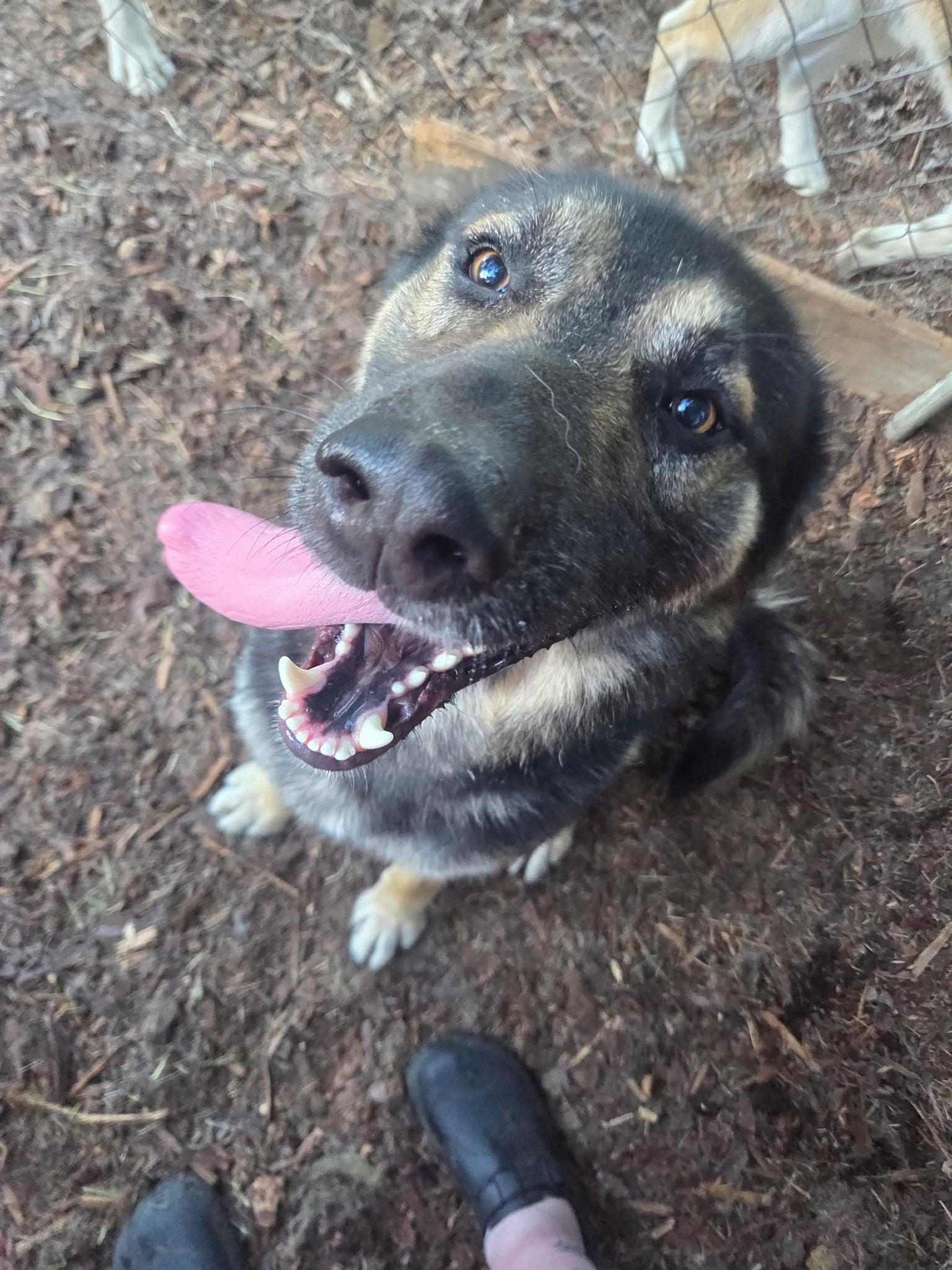 Enlarge Koba, a Adoptable mixed breed in Oakville, WA image 2/4