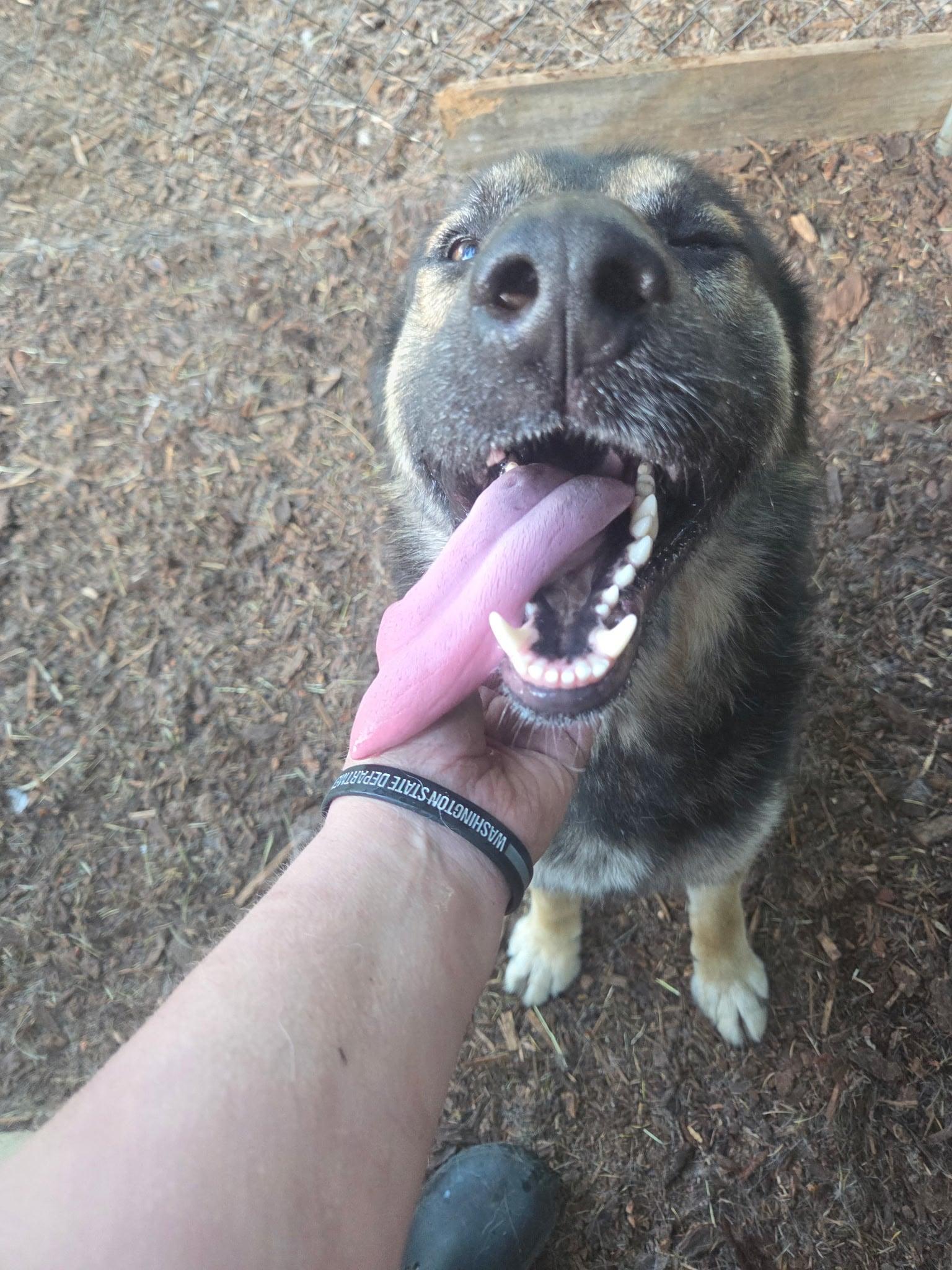 Enlarge Koba, a Adoptable mixed breed in Oakville, WA image 3/4
