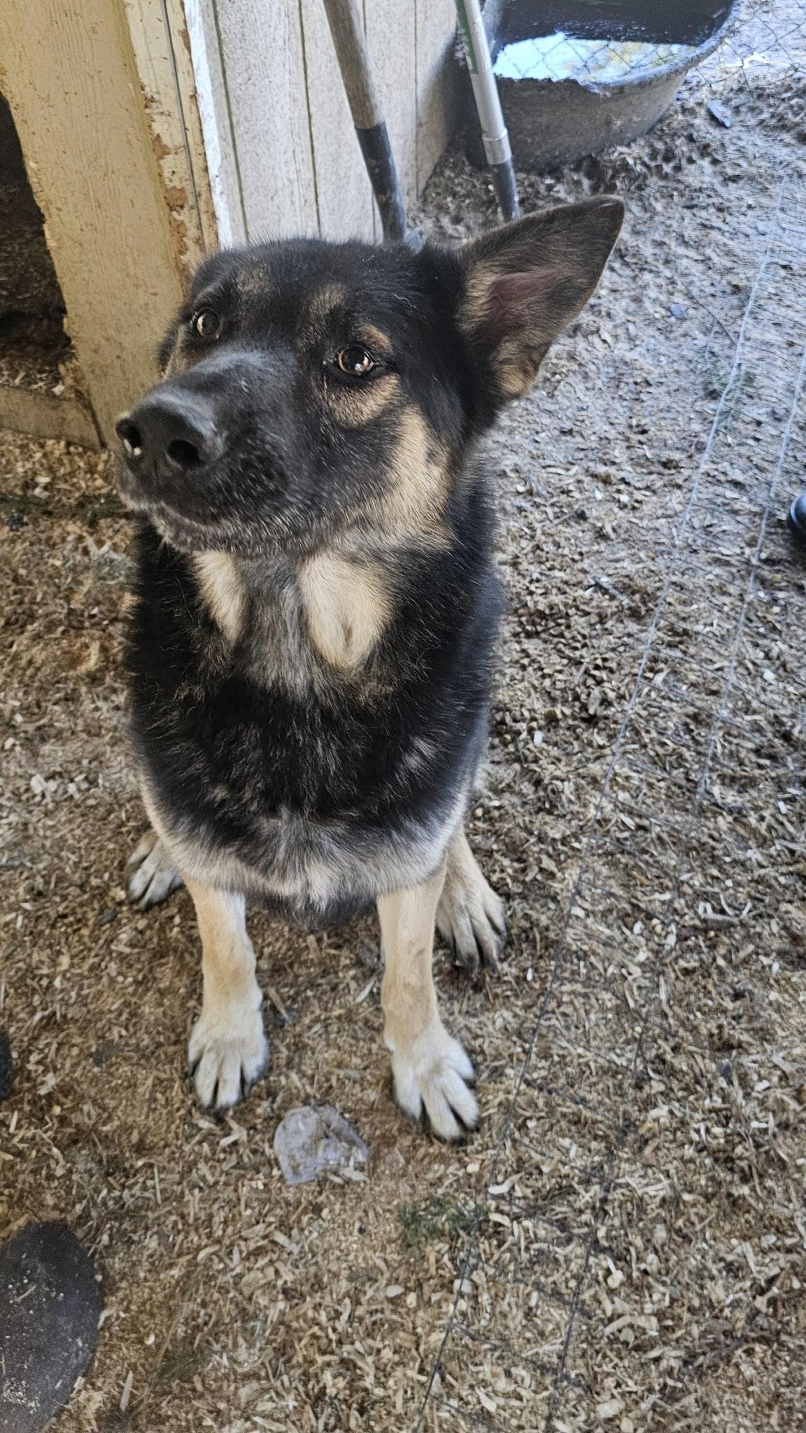 Enlarge Koba, a Adoptable mixed breed in Oakville, WA image 1/4
