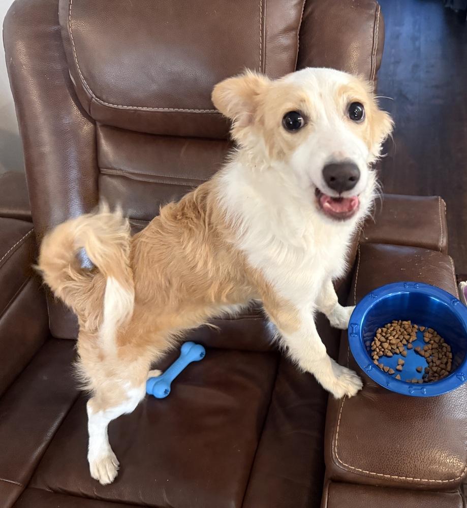 Enlarge Dovi, a Adoptable mixed breed in Dacula, GA image 1/3