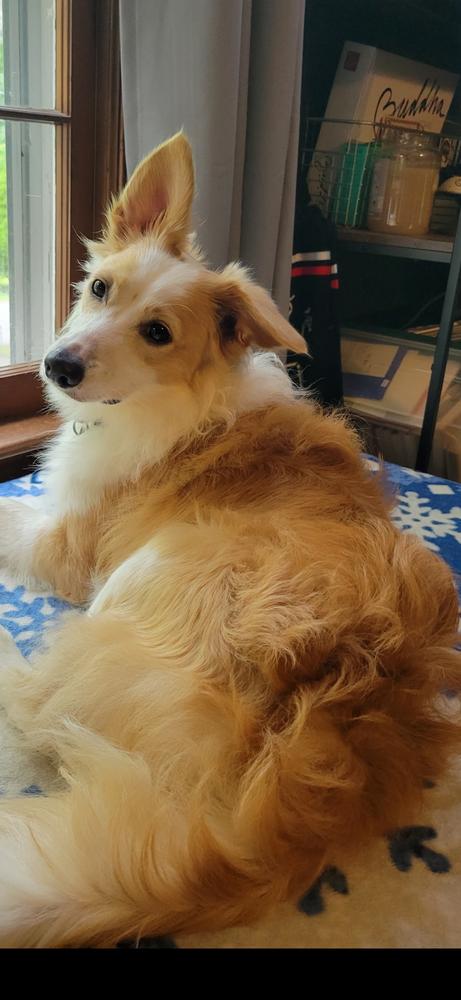 Dovi, a Adoptable mixed breed in Dacula, GA image 3/6