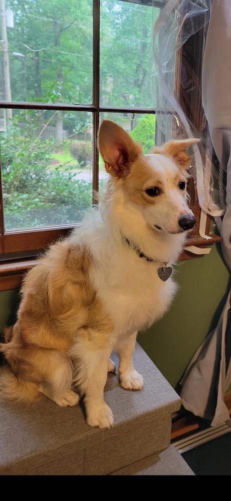 Dovi, a Adoptable mixed breed in Dacula, GA image 5/6