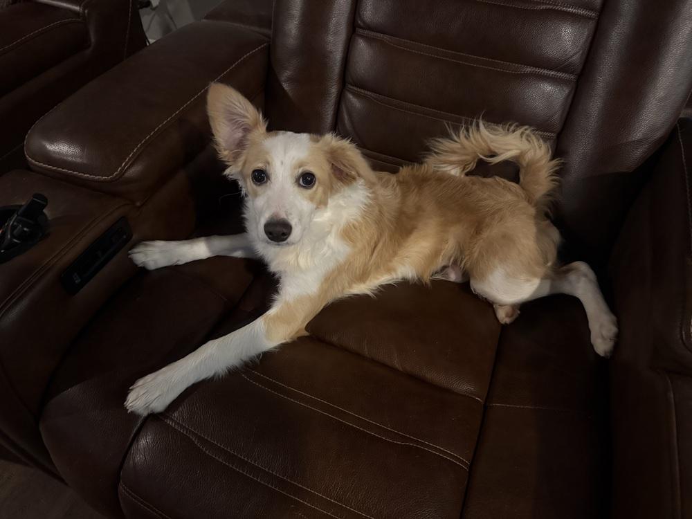 Enlarge Dovi, a Adoptable mixed breed in Dacula, GA image 3/3