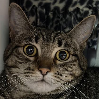 Enlarge Penne, a Adoptable mixed breed in Pleasanton, CA image 1/3