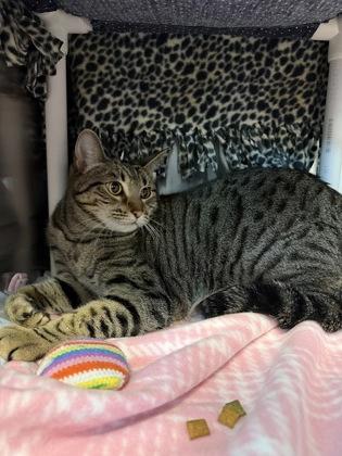 Penne, Adoptable, Young Female Domestic Short Hair & Domestic Short Hair.