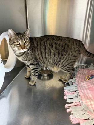 Penne, Adoptable, Young Female Domestic Short Hair & Domestic Short Hair.