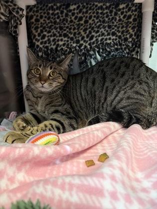 Enlarge Penne, a Adoptable mixed breed in Pleasanton, CA image 3/3