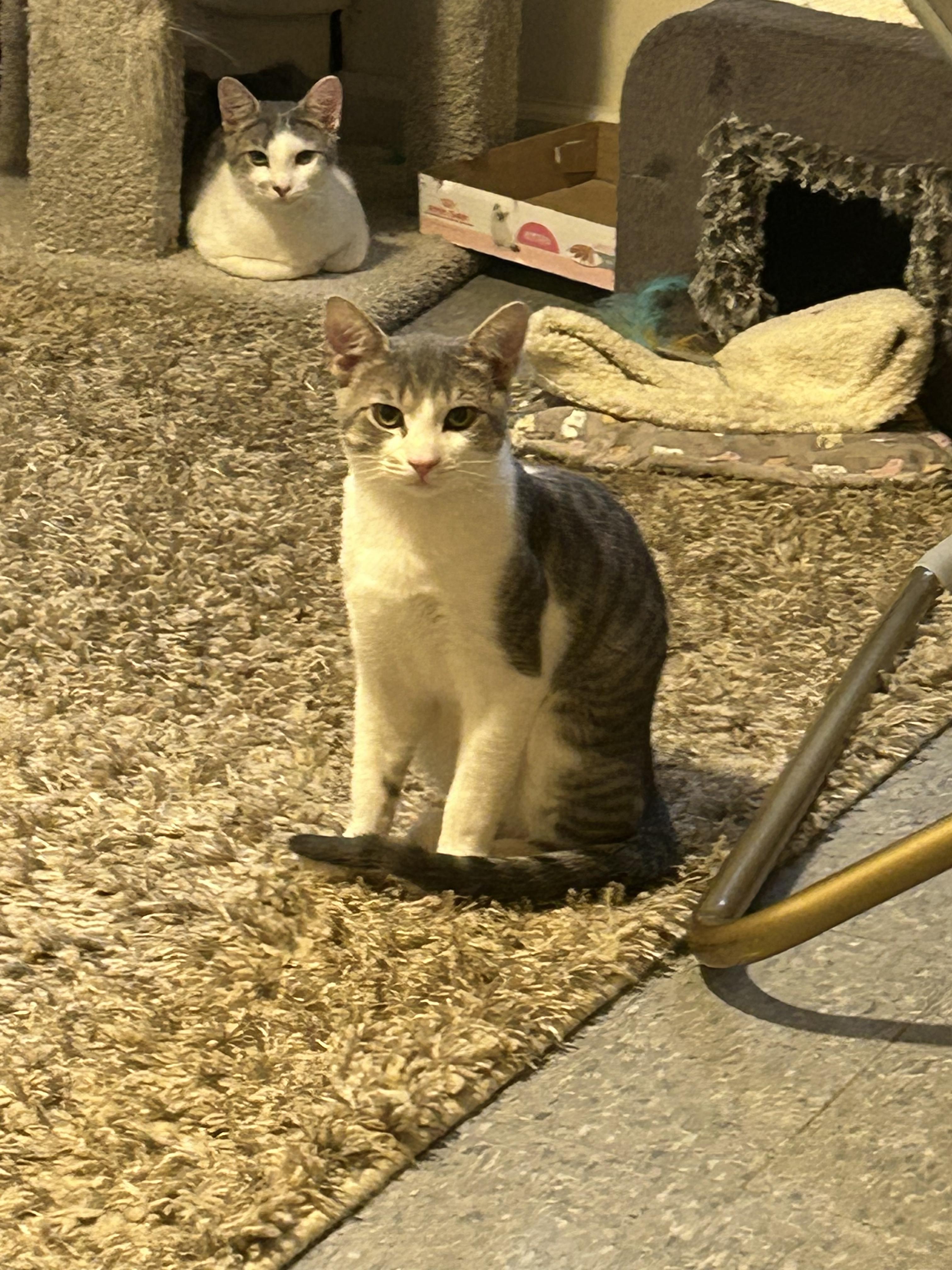 Enlarge Morgan, a Adoptable Domestic Short Hair in Montclair, NJ image 1/5