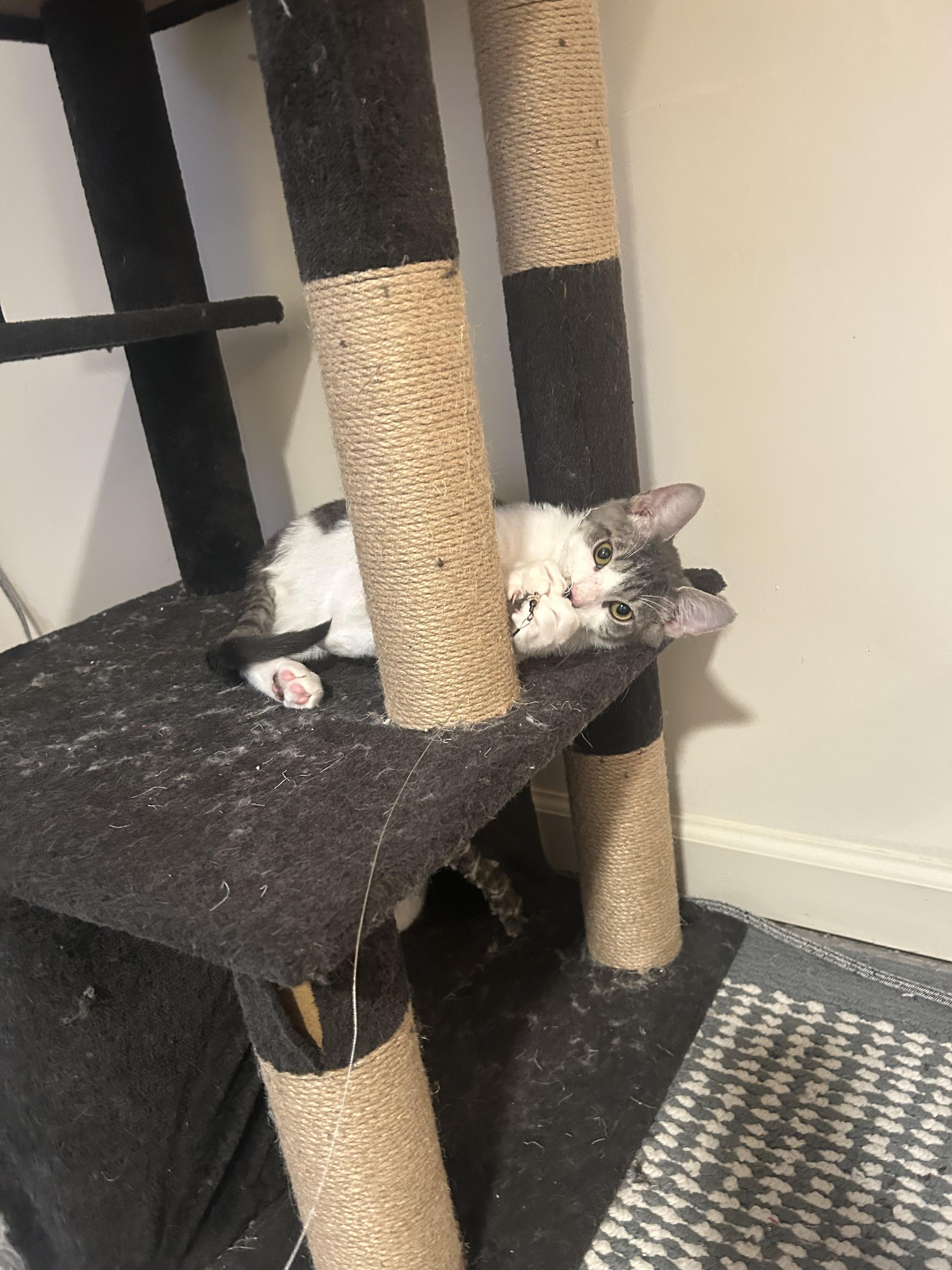 Enlarge Morgan, a Adoptable Domestic Short Hair in Montclair, NJ image 3/5