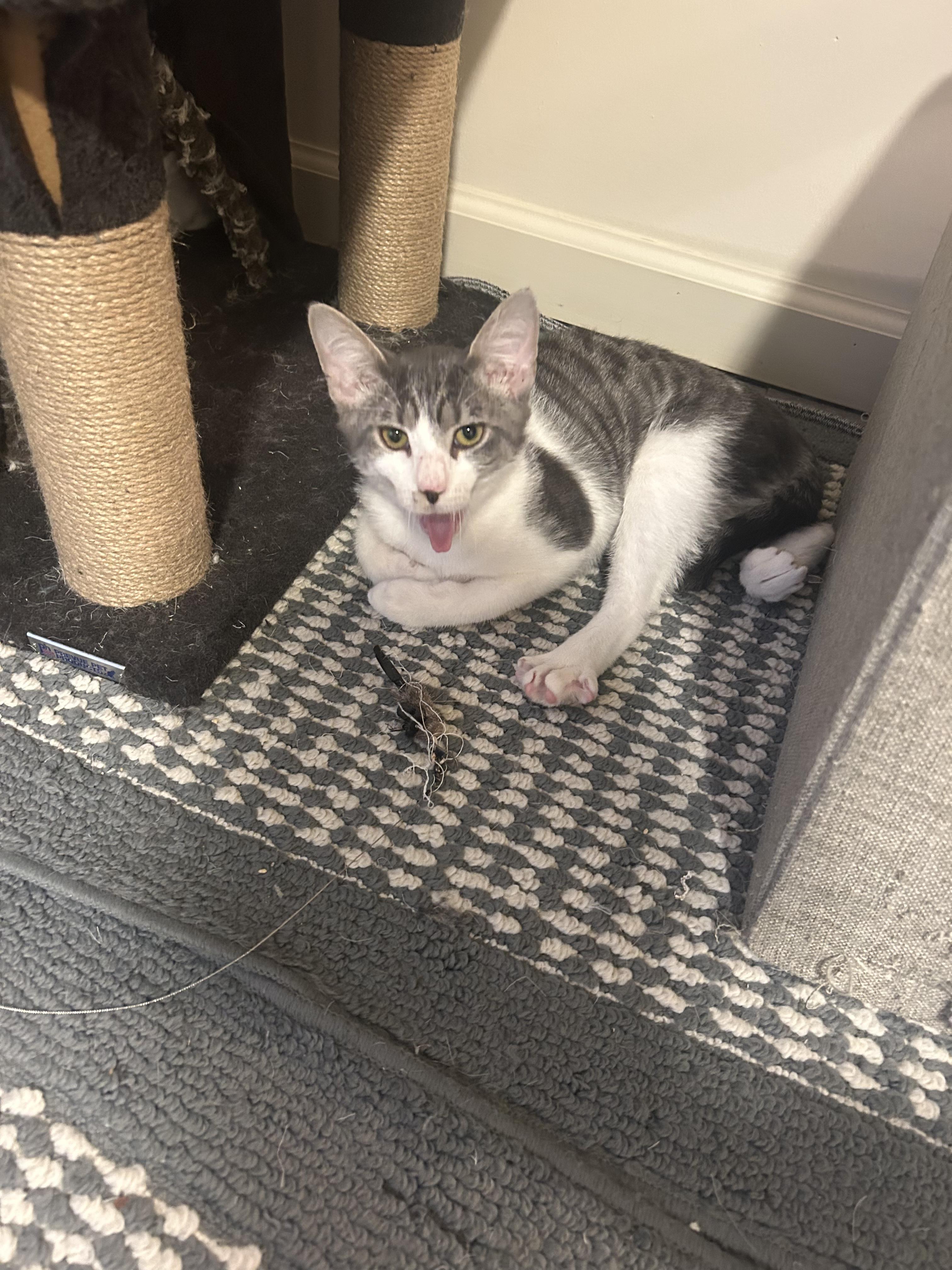 Enlarge Morgan, a Adoptable Domestic Short Hair in Montclair, NJ image 4/5