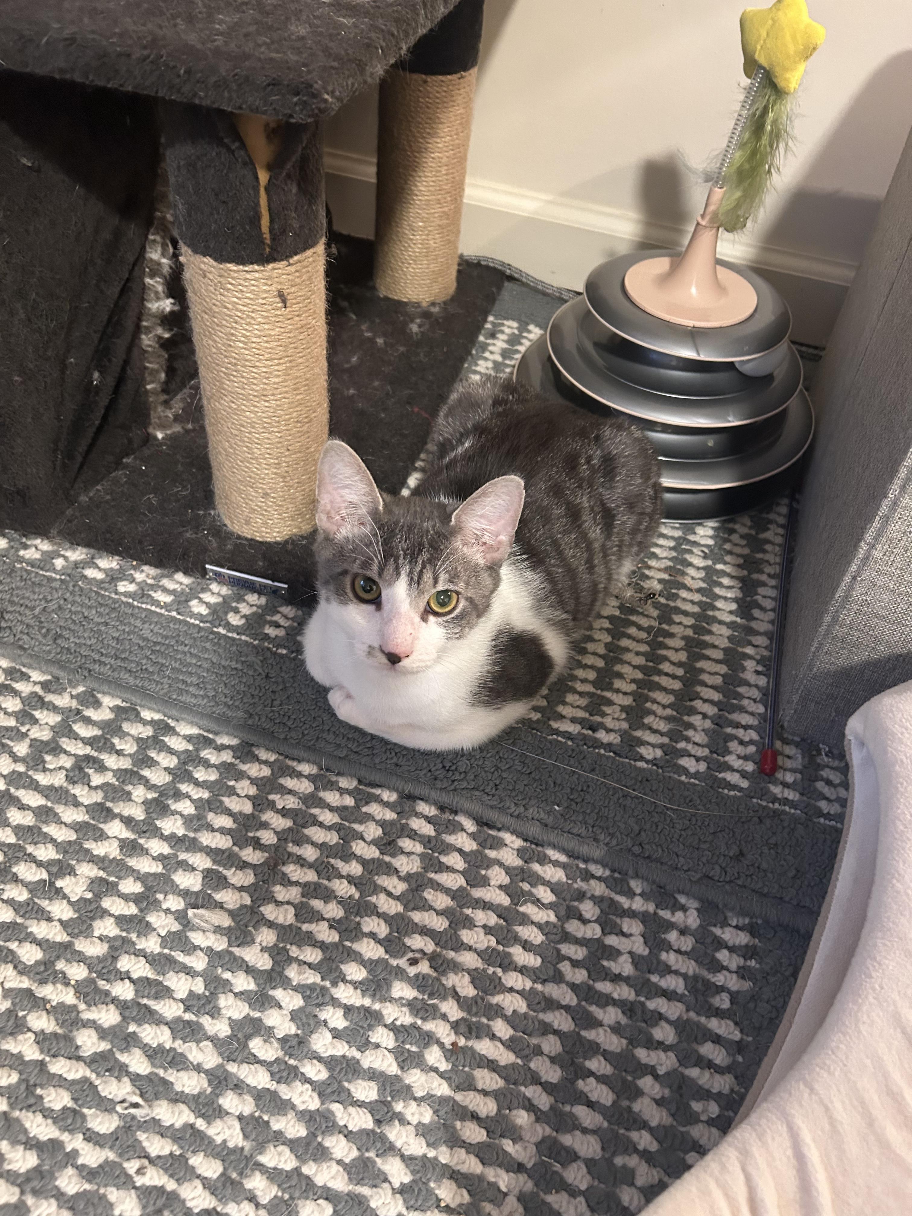 Enlarge Morgan, a Adoptable Domestic Short Hair in Montclair, NJ image 5/5