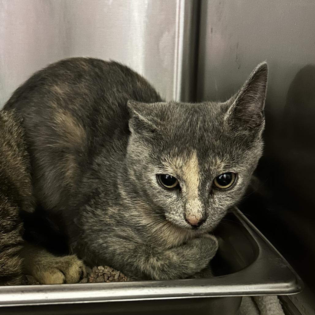 Dragonflier, Adoptable, Kitten Female Domestic Short Hair.