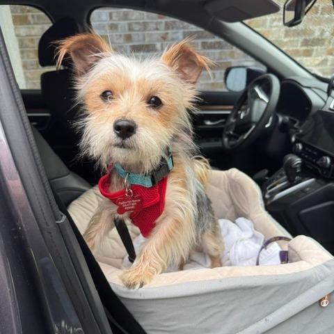 Enlarge Finn, a Adoptable mixed breed in Jacksonville, FL image 1/4