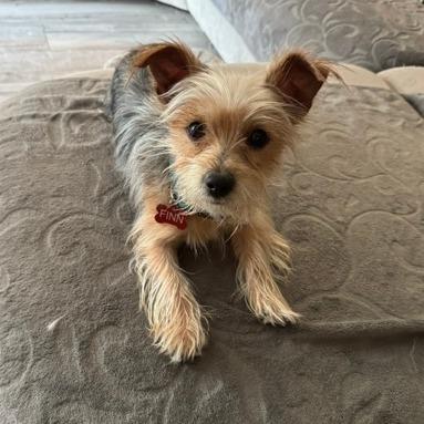 Enlarge Finn, a Adoptable mixed breed in Jacksonville, FL image 2/4