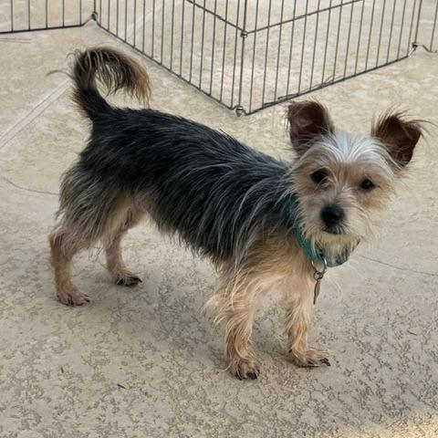 Enlarge Finn, a Adoptable mixed breed in Jacksonville, FL image 3/4