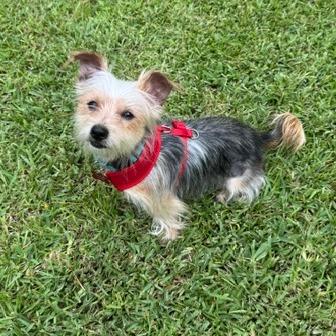 Enlarge Finn, a Adoptable mixed breed in Jacksonville, FL image 4/4