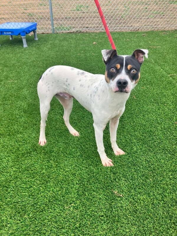 Enlarge Speedy, a Adoptable Mixed Breed in Jackson, TN image 1/2