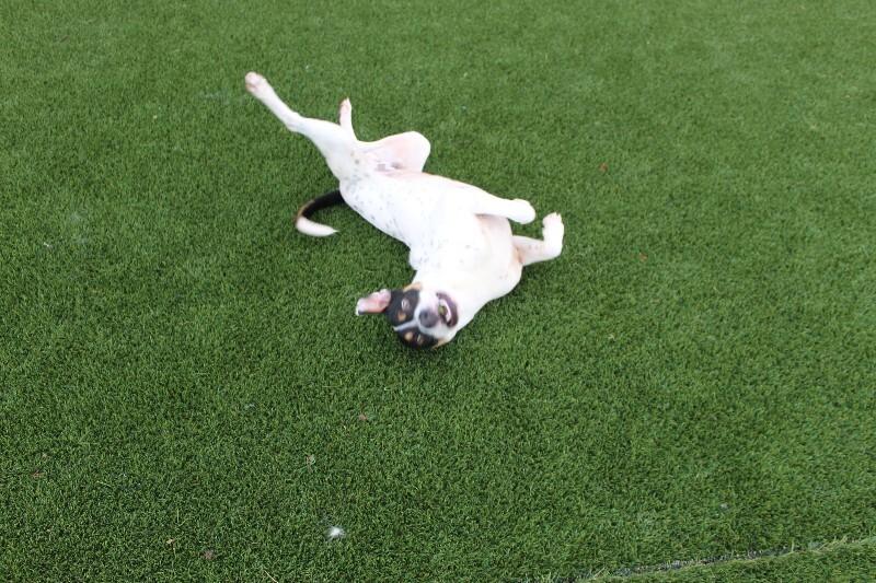 Enlarge Speedy, a Adoptable Mixed Breed in Jackson, TN image 2/4