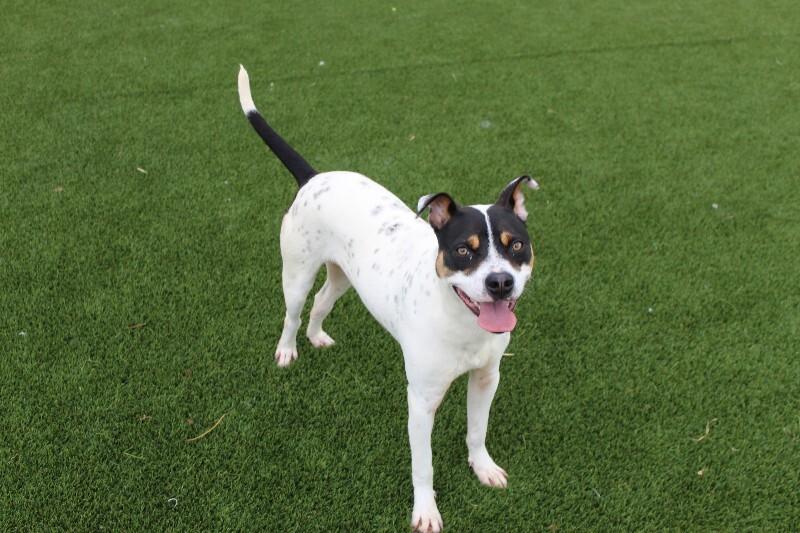 Enlarge Speedy, a Adoptable Mixed Breed in Jackson, TN image 3/4