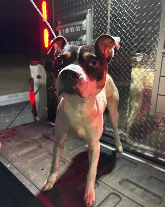 Enlarge Speedy, a Adoptable Mixed Breed in Jackson, TN image 2/2