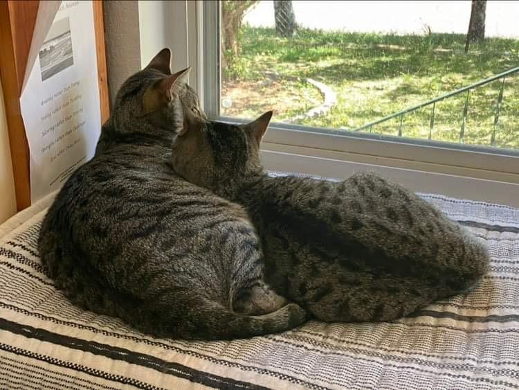 Enlarge Little Spirit, a Adoptable Domestic Short Hair in Colorado Springs, CO image 3/5