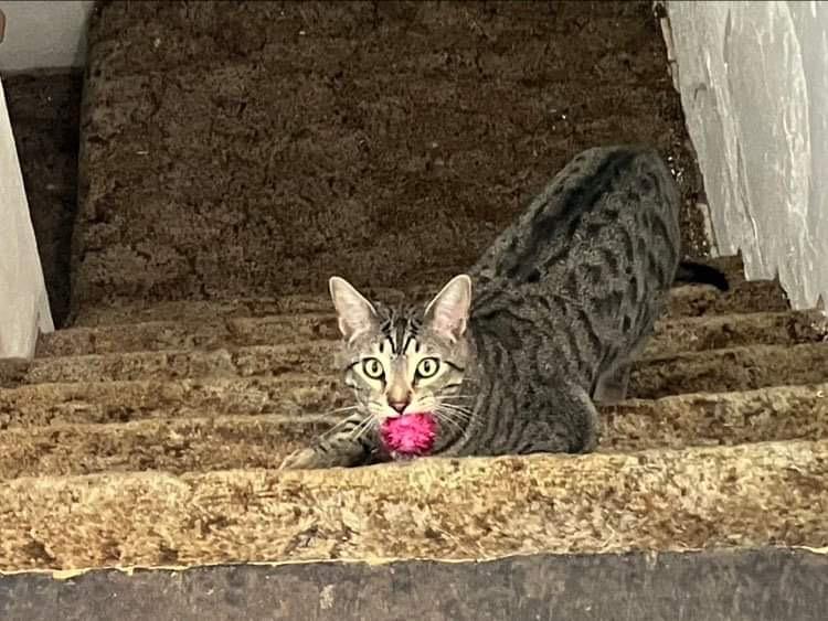 Little Spirit, Adoptable, Young Male Domestic Short Hair.